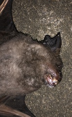 Hipposideros armiger