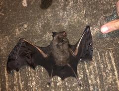 Hipposideros armiger