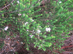 Euchaetis albertiniana