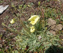 Papaver pseudocanescens