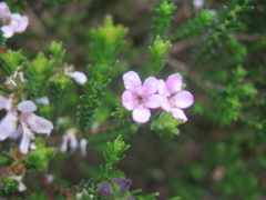 Euchaetis albertiniana