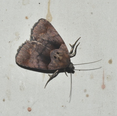 Cretonia forficula