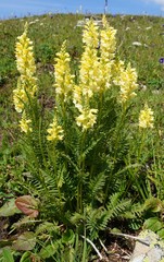 Pedicularis proboscidea