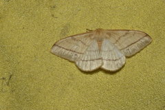 Eupterote primularis