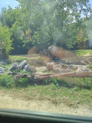 Ceratotherium