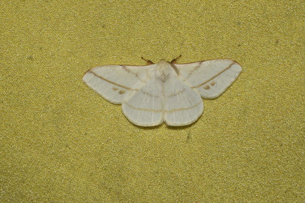 Eupterote primularis