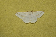 Eupterote primularis