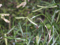 Dactyloctenium australe