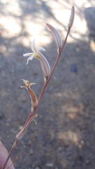Haworthia outeniquensis