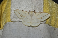 Eupterote primularis