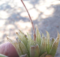 Haworthia outeniquensis