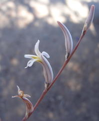 Haworthia outeniquensis
