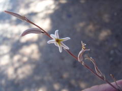 Haworthia outeniquensis