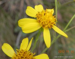 Senecio glaberrimus