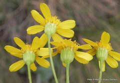 Senecio glaberrimus