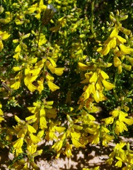 Wiborgia