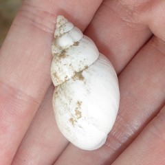 Rabdotus schiedeanus