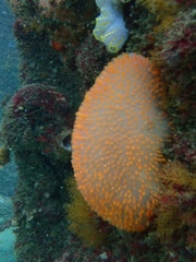 Polycitor giganteus