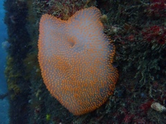 Polycitor giganteus