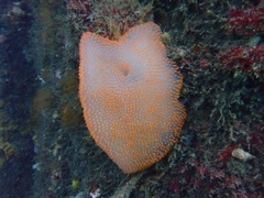 Polycitor giganteus