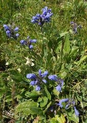 Dracocephalum grandiflorum