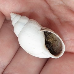 Rabdotus schiedeanus