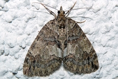 Hydriomena impluviata