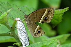 Mycalesis madjicosa