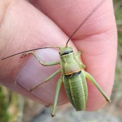 Ephippiger terrestris