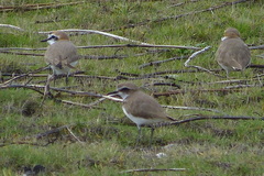 Charadrius leschenaultii