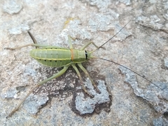 Ephippiger terrestris