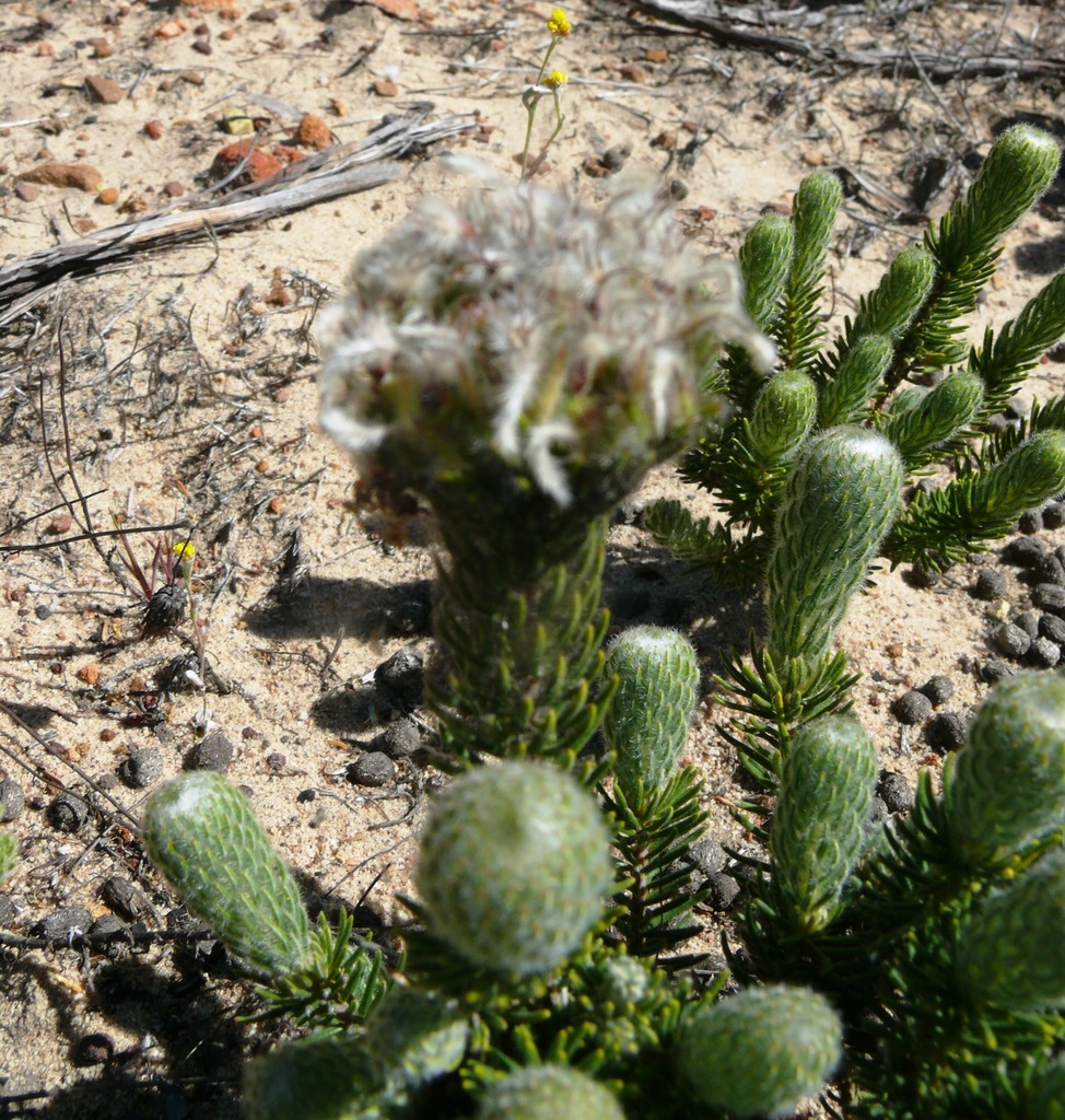 Phylica affinis (Phylica affinis)