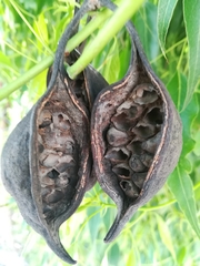 Brachychiton populneus
