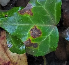 Colletotrichum trichellum