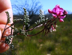 Indigofera humifusoides