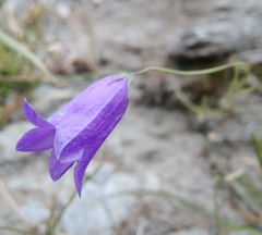 Campanula stenocodon