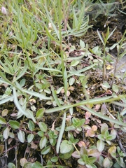 Campanula stenocodon