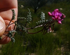 Indigofera humifusoides