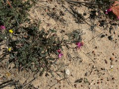 Indigofera humifusoides