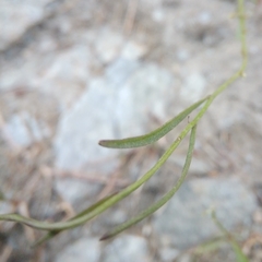 Campanula stenocodon
