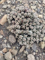 Crassula corallina