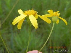 Senecio glaberrimus