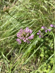 Allium angulosum