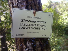 Sterculia murex