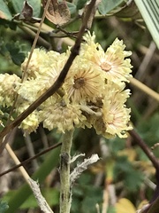Helichrysum arenarium
