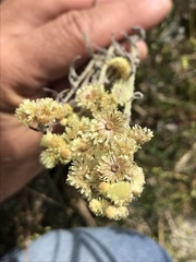 Helichrysum arenarium