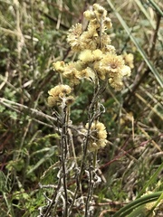 Helichrysum arenarium
