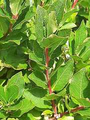 Vaccinium cylindraceum