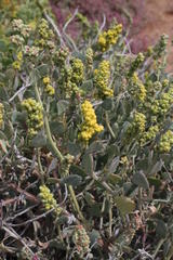 Manochlamys albicans