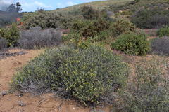 Manochlamys albicans